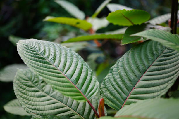 Borneo Kratom: A Unique Strain for Relaxation and Focus